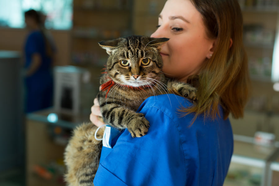 veterinaria en Celaya